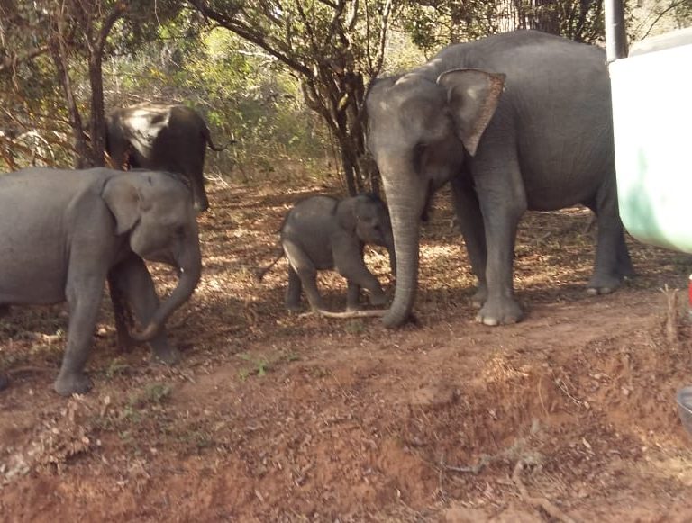 Udawalawe National Park