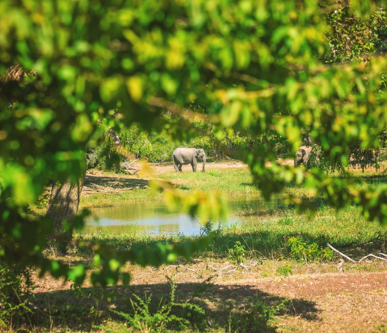 Yala National Park 