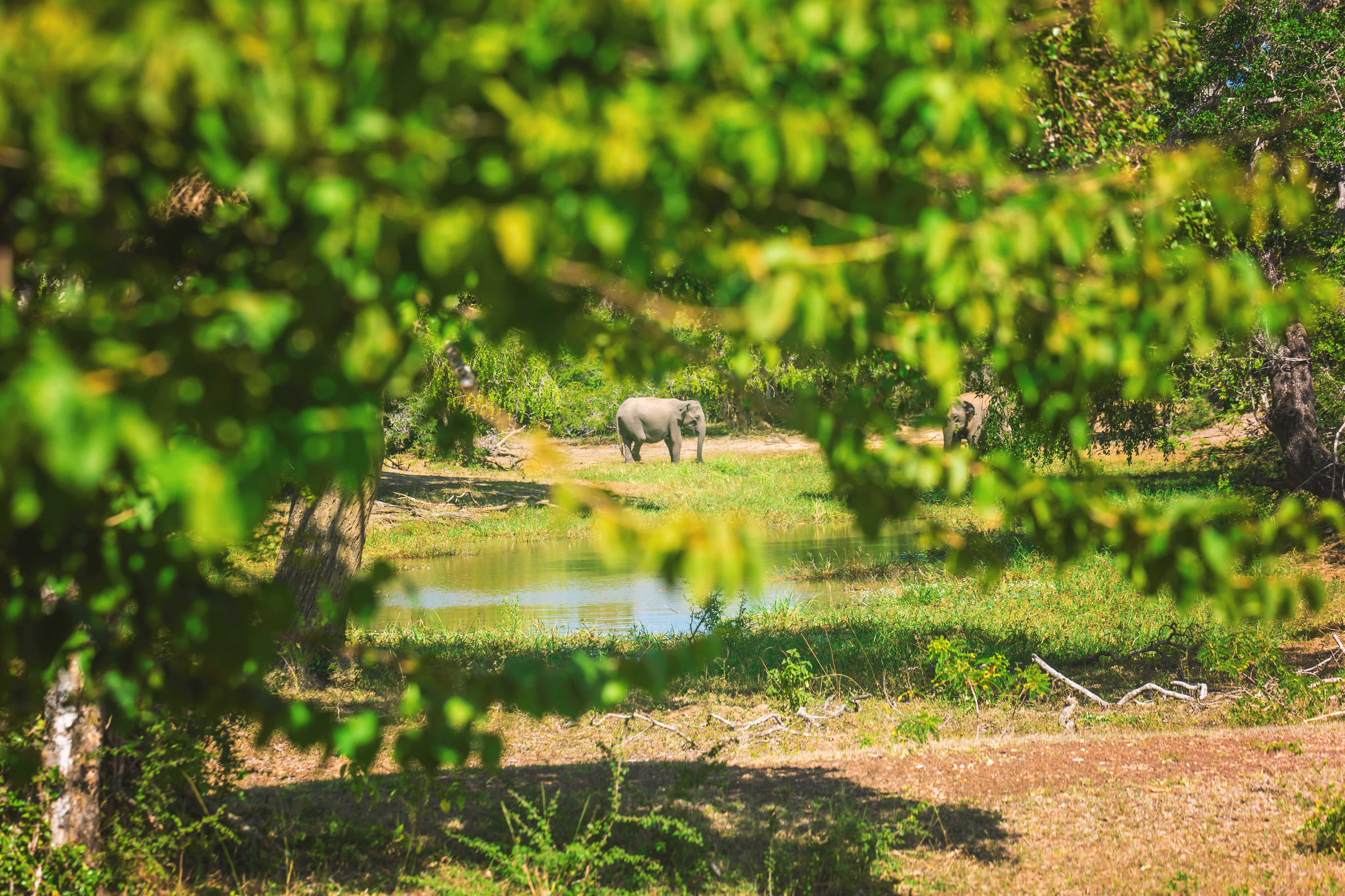 Yala National Park, Sri Lanka, Asia